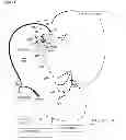 Fig. 02 - Method for inducing tumor apoptosis by increasing nitric oxide levels