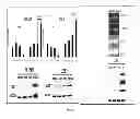 Fig. 06 - Compositions and methods for cancer detection and treatment