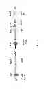 Fig. 04 - Synthesis of long-chain polyunsaturated fatty acids by recombinant cell
