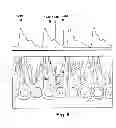 Fig. 09 - APPARATUS AND METHOD FOR CONTINUOUS OSCILLOMETRIC BLOOD PRESSURE MEASUREMENT