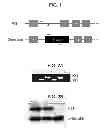 Fig. 02 - Screening of drug for attention deficit hyperactive disorder by using GIT1 knock-out mice as a novel ADHD mouse model
