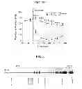Fig. 09 - Screening of drug for attention deficit hyperactive disorder by using GIT1 knock-out mice as a novel ADHD mouse model