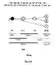 Fig. 52 - Identification and Enrichment of Cell Subpopulations