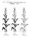 Fig. 04 - Compositions and methods for enhancing resistance to northern leaf blight in maize
