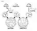 Fig. 02 - SiRNA hydrogel and method for manufacturing the same
