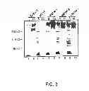 Fig. 08 - NON-SPLICING VARIANTS OF GP350/220