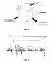 Fig. 02 - Bacterial vaccine components from and uses thereof
