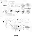Fig. 02 - Methods for detection of botulinum neurotoxin