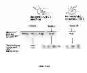 Fig. 49 - Methods for detection of botulinum neurotoxin