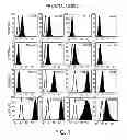 Fig. 02 - Umbilical cord lining stem cells and methods and material for isolating and culturing same