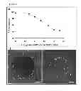 Fig. 09 - Multiphase microarrays and uses thereof