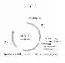 Fig. 07 - Tumor specific promoter and oncolytic virus vector comprising the same
