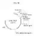 Fig. 08 - Tumor specific promoter and oncolytic virus vector comprising the same