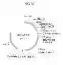 Fig. 09 - Tumor specific promoter and oncolytic virus vector comprising the same