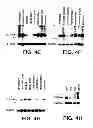 Fig. 07 - UCP4