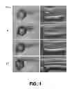 Fig. 02 - CYCLIZING LINKER AND CYCLIC CAGED MORPHOLINOS