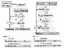 Fig. 01 - SYSTEMS AND METHODS FOR COMPOSITE MYOCARDIAL ELASTOGRAPHY