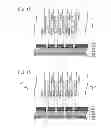 Fig. 09 - Liquid ejection head and image forming apparatus including same