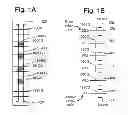 Fig. 02 - Substrate bias during program of non-volatile storage