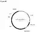 Fig. 115 - Compositions and methods for producing isoprene