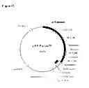 Fig. 119 - Compositions and methods for producing isoprene