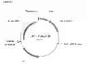 Fig. 121 - Compositions and methods for producing isoprene