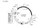 Fig. 153 - Compositions and methods for producing isoprene