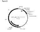 Fig. 44 - Compositions and methods for producing isoprene