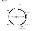 Fig. 62 - Compositions and methods for producing isoprene
