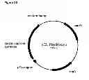 Fig. 87 - Compositions and methods for producing isoprene