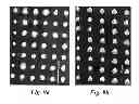 Fig. 09 - Method of producing nitride nanowires with different core and shell V/III flow ratios