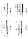 Fig. 07 - Saposin-A derived peptides and uses thereof