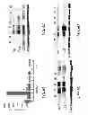 Fig. 10 - Saposin-A derived peptides and uses thereof