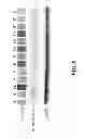 Fig. 14 - Saposin-A derived peptides and uses thereof
