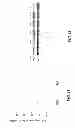 Fig. 17 - Saposin-A derived peptides and uses thereof