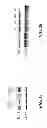 Fig. 23 - Saposin-A derived peptides and uses thereof