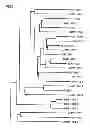 Fig. 02 - Polynucleotide encoding NF-YB derived from jatropha and use thereof
