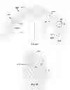 Fig. 42 - Prosthetic joint assembly and prosthetic joint member