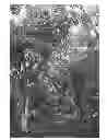 Fig. 01 - Avocado rootstock named 'Steddom'