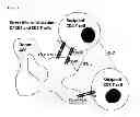 Fig. 02 - CONJUGATE MOLECULE