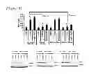 Fig. 09 - ACTIVATORS OF INNATE IMMUNITY