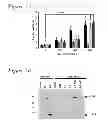 Fig. 10 - ACTIVATORS OF INNATE IMMUNITY