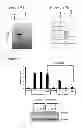 Fig. 13 - ACTIVATORS OF INNATE IMMUNITY