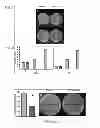 Fig. 03 - GASEOUS NITRIC OXIDE-SEQUESTERING PRODUCTS AND PROCESSES OF PREPARING SAME