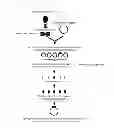 Fig. 07 - RAPID METHOD FOR IDENTIFYING DRUG-RESISTANT GENE USING ARTIFICIAL CHROMOSOME OF PLASMODIUM, AND METHOD FOR PREPARING RECOMBINANT PLASMODIUM