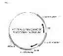 Fig. 08 - RAPID METHOD FOR IDENTIFYING DRUG-RESISTANT GENE USING ARTIFICIAL CHROMOSOME OF PLASMODIUM, AND METHOD FOR PREPARING RECOMBINANT PLASMODIUM