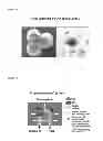 Fig. 40 - Artificial immune system: methods of use