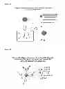 Fig. 41 - Artificial immune system: methods of use