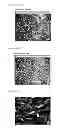 Fig. 44 - Artificial immune system: methods of use