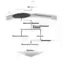 Fig. 02 - RECOMBINANT MICROORGANISM HAVING AN ABILITY OF USING SUCROSE AS A CARBON SOURCE
